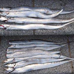 だらだらアタリが続く