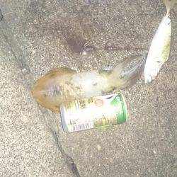 久しぶりのヤエン