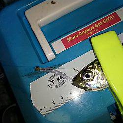 アジのサイズ上がらず