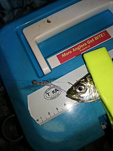 アジのサイズ上がらず