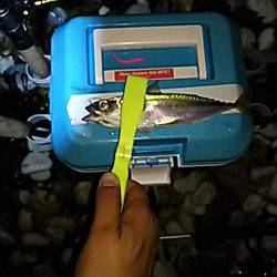 雨の止み間にアジング