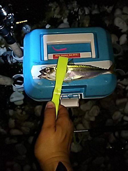 雨の止み間にアジング