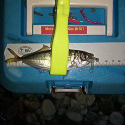 メバルは、まだかなぁ