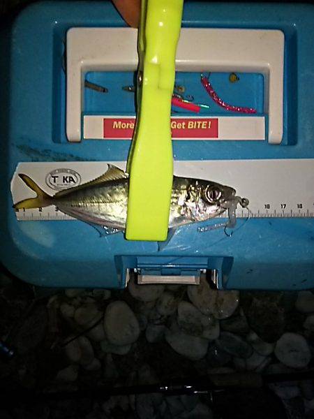 メバルは、まだかなぁ