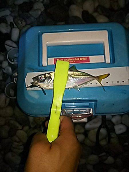 コアジ高活性！