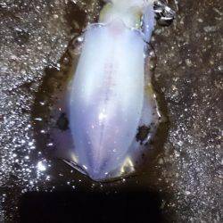 一瞬のジアイ。