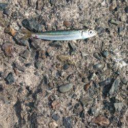 何が出るかな？