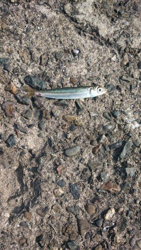 何が出るかな？