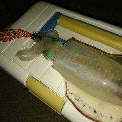 早朝サーフエギング