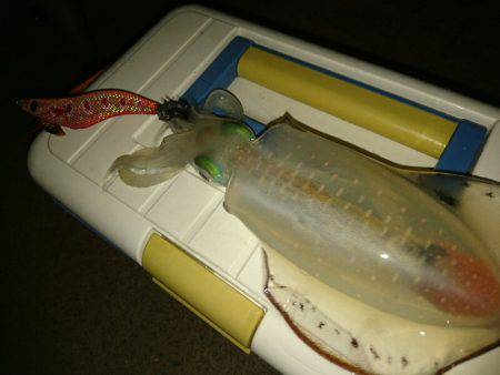 早朝サーフエギング