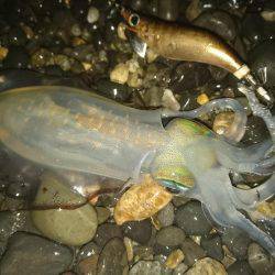 サーフアジングで釣れたのは…