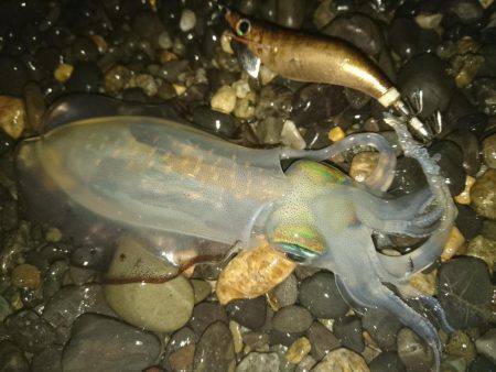 サーフアジングで釣れたのは…