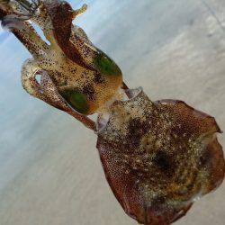 サーフエギング