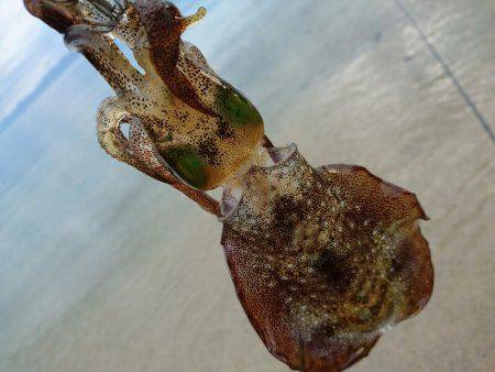 サーフエギング