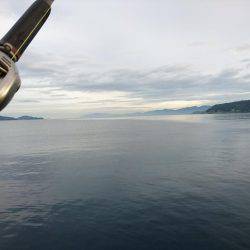 ベイトショアジギング