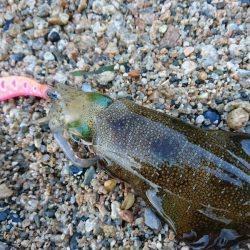 早朝サーフエギング