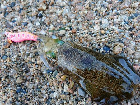 早朝サーフエギング