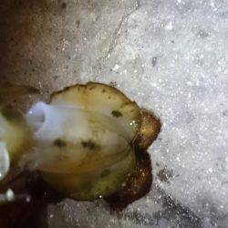 渋かったです。