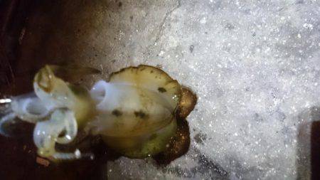 渋かったです。