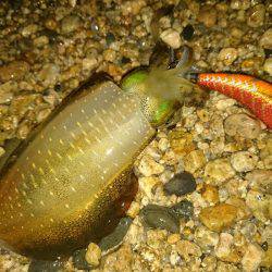 サーフエギング