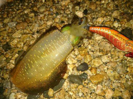 サーフエギング