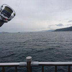 ライトショアジギングで尺ゲット