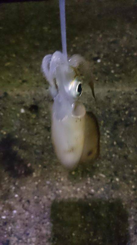 雨にも負けず。