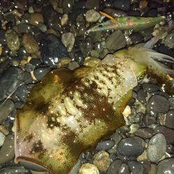 台風後のサーフエギング