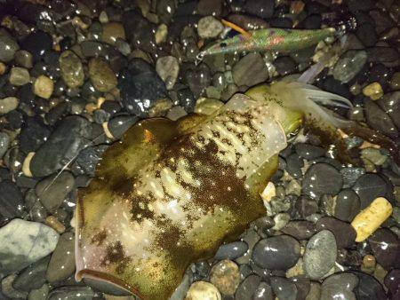 台風後のサーフエギング