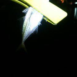 癒しのアジング？