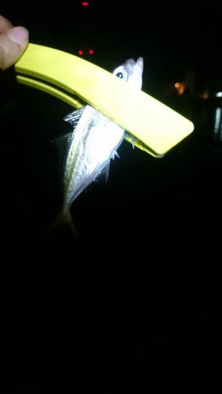 癒しのアジング？