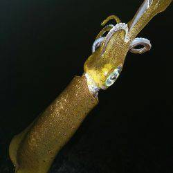 サーフエギング(￣▽￣)