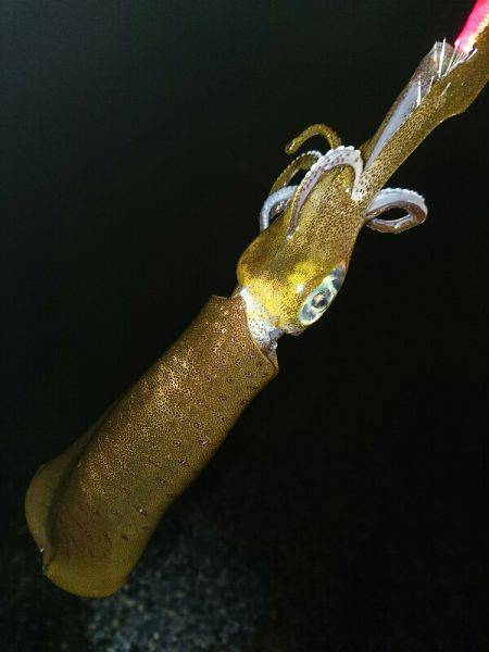 サーフエギング(￣▽￣)