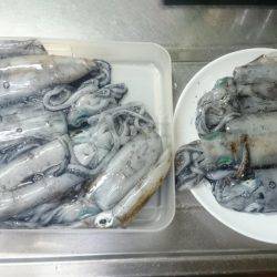 エギング釣行記