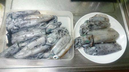 エギング釣行記