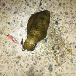 ケンサキイカ終盤かな？