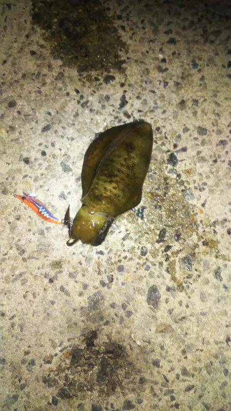 ケンサキイカ終盤かな？