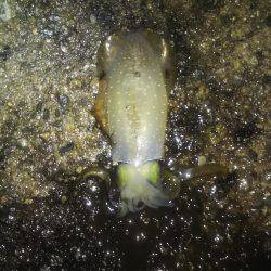 ケンサキ大漁！