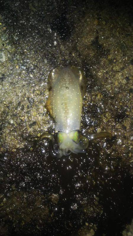 ケンサキ大漁！