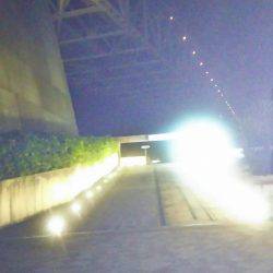 コウイカが釣れました