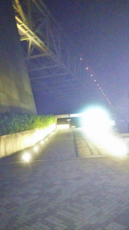 コウイカが釣れました