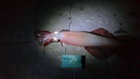 ケンサキ&アオリ