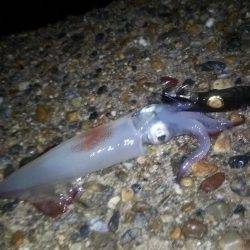 サーフでケンサキ＆アオリエギング