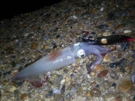 サーフでケンサキ＆アオリエギング