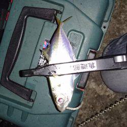 久々のアジング