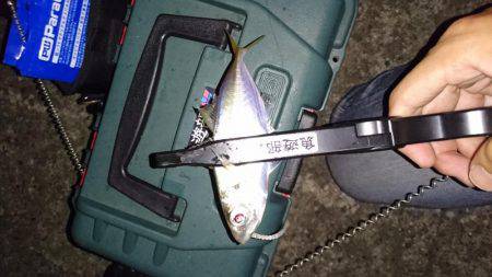 久々のアジング