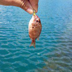 デイアジング　撃沈