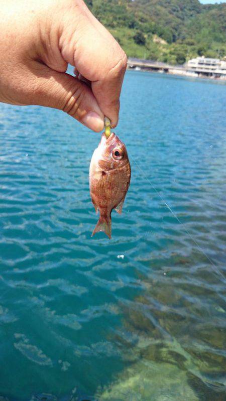 デイアジング　撃沈