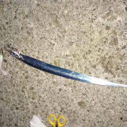 今季初タチウオ