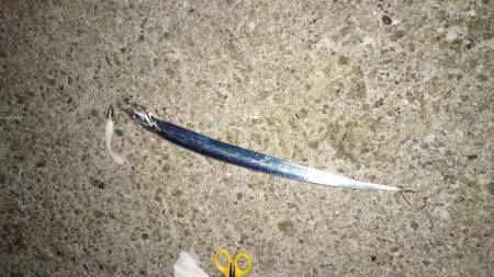 今季初タチウオ